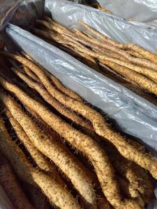 自然薯 夢とろろ (約1kg 2~3本入り)