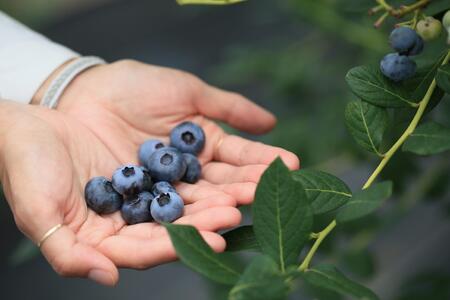 ブルーベリー冷凍果 500g×2パック