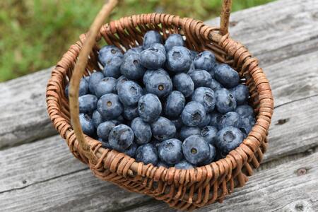 ブルーベリー冷凍果 500g×2パック