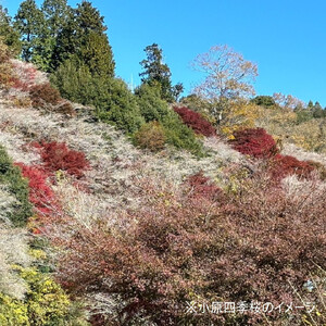 とよたユニバーサル旅行サポートクーポン(30,000円分)