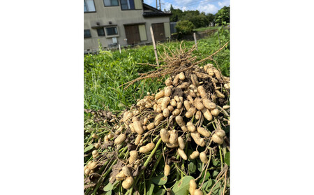 【先行受付・数量限定】愛知県豊田市産 【生落花生】 1.5kg(2026年9月中旬より発送予定)