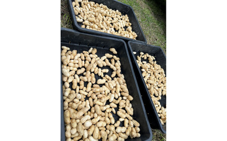 【先行受付・数量限定】愛知県豊田市産 【生落花生】 1.5kg(2026年9月中旬より発送予定)