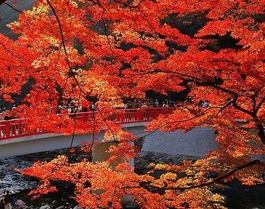 <八丁味噌25%使用> 香嵐渓菊芋味噌漬230g×4個セット