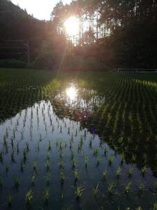 旭コッキーアイス×8個 (-18℃保冷剤 アイス エナジー付き)