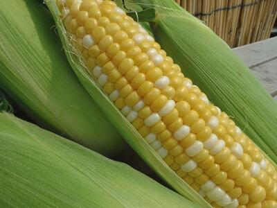 無添加！豊田市産の桃・とうもろこしのクラフトアイス アイス