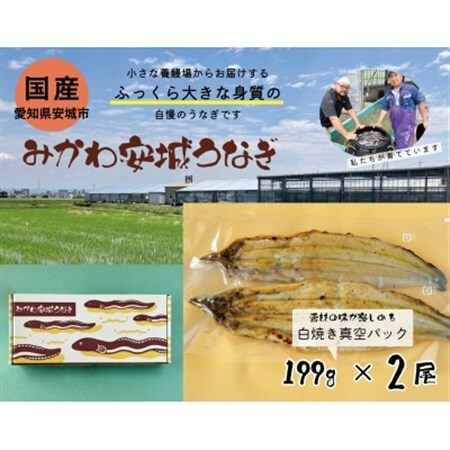 みかわ安城うなぎ　大きな白焼き　2尾【配送不可地域：離島】【1631472】