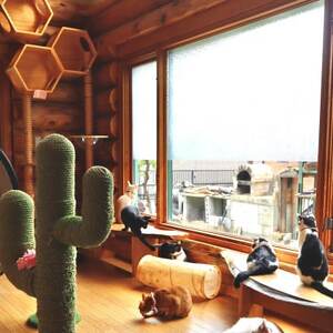 保護猫ホーム＆カフェねこらぼ　施設ご利用券　3000円分【1349586】