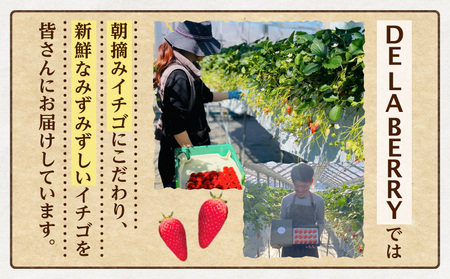 【12月限定価格】章姫(あきひめ)イチゴ15粒×1ケース・D033_c2