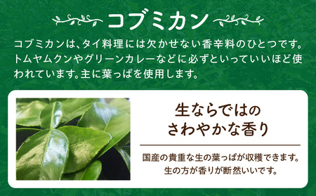 コブミカン鉢植え・T109