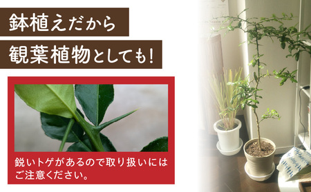 コブミカン鉢植え・T109