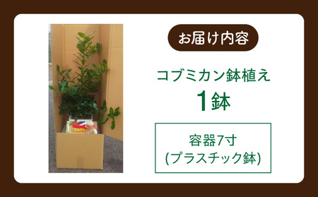 コブミカン鉢植え・T109