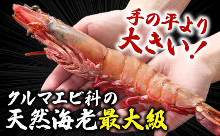 【高級】King Sea Tiger 王の海老2尾・K305