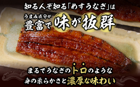 【土用の丑用までにお届け】一色産めすうなぎ無頭長蒲焼2尾（300g）・I059-19-1-c1