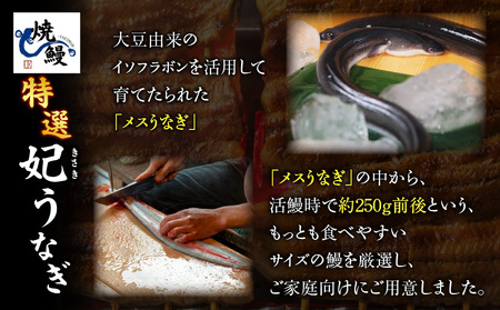 焼鰻特選メス妃うなぎ特大2尾 計340g (白焼き・たれ付き)・Y098