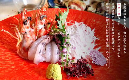 【活きてるみたい！】お刺身でも食べられる三河一色産天然車海老　冷凍250g　中サイズ8～12尾、アートロック凍結・M109