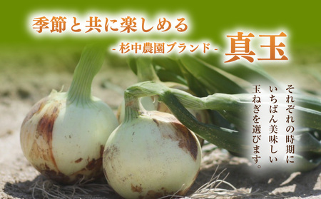 口に広がる優しい甘さの玉ねぎ ～真玉～　10kg（箱の重さ込み）・S098