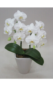 コチョウラン・N015-17