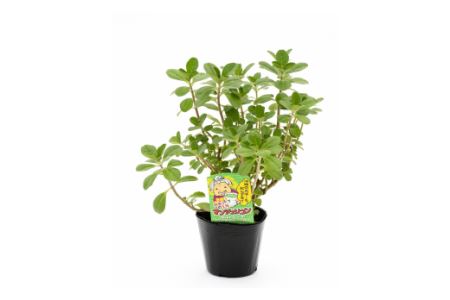 マンジェリコン茶(ゴールド)と苗2種類セット・T041-19