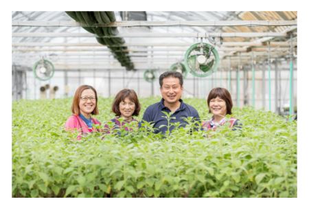 「マンジェリコン茶(シルバー)」ティーバッグ10個入×3袋・T036-13