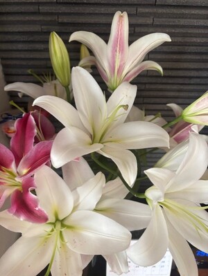 ユリ専門＜深花園＞観賞用ゆり オリエンタルリリー 訳あり優品ゆり