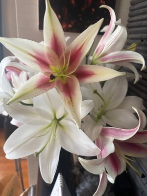 ユリ専門＜深花園＞観賞用ゆり オリエンタルリリー 訳あり優品ゆり