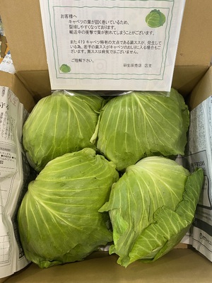 【キャベツん】 エックスボール | キャベツ | 野菜 | 製品情報 | 住化農業資材株式会社