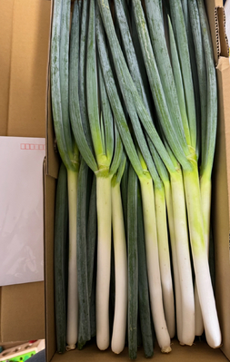 あま蜜ねぎ 満足セット【野菜 ねぎ ネギ 長ネギ】 | 三重県津市