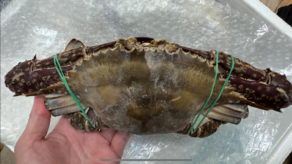 北海道 小樽市産 ワタリガニ 1.6kg （400g×4尾） 蟹 かに ワタリ蟹