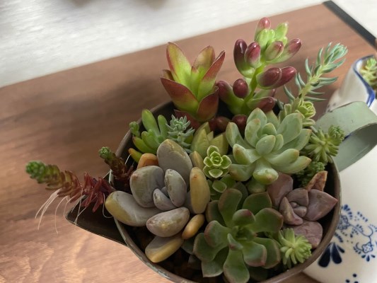 1641r 自分で植える多肉植物aセット セダム系苗 ピンセットなしのレビュー ふるさと納税ランキングふるなび