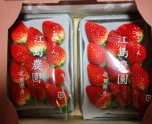 【いちご農家直送】いちご苗 100本+おまけあり 楽天市場】いちご 苗 【らくなりイチゴ】 3号ポット苗 苺 野菜