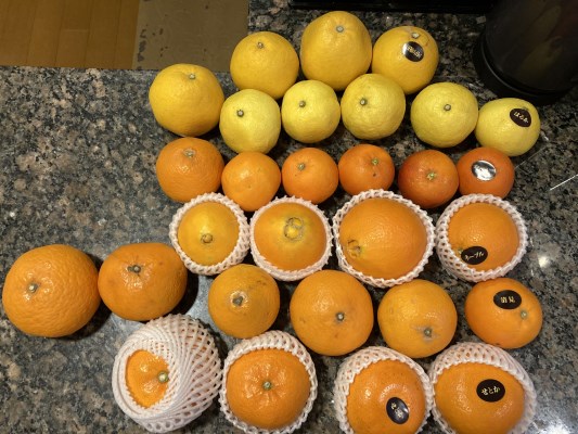 【宝石みかん】 玉宝ブランド」＜せとか＞3kg＜E64-47＞_ みかん せとか 蜜柑